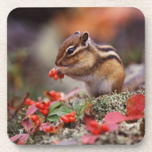 eekhoorn bier onderzetter