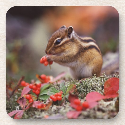eekhoorn bier onderzetter (Voorkant)