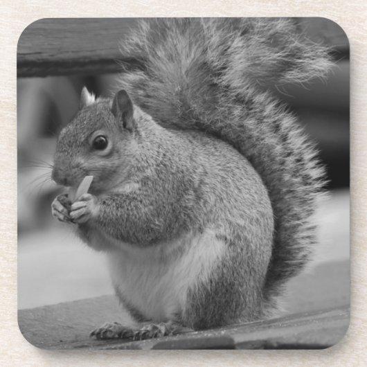 eekhoorn bier onderzetter (Voorkant)