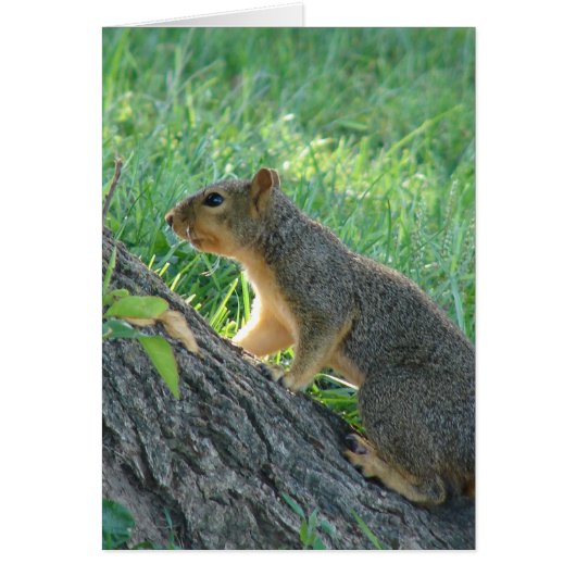 Eekhoorn bij de boom (Voorkant)