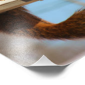 Eekhoorn bij de feeder foto afdruk (Hoek)