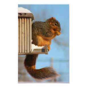 Eekhoorn bij de feeder foto afdruk