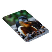 Eekhoorn Borneo Tri-Color Magneet (Rechterzijde)
