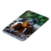 Eekhoorn Borneo Tri-Color Magneet (Linkerzijde)