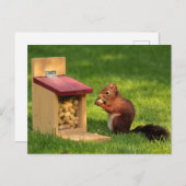 eekhoorn briefkaart (Voorkant / Achterkant)