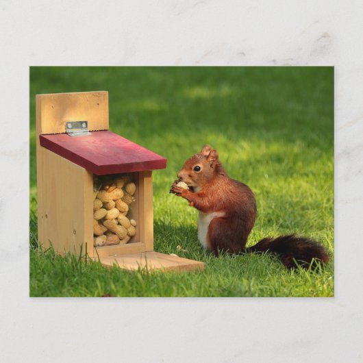 eekhoorn briefkaart (Voorkant)