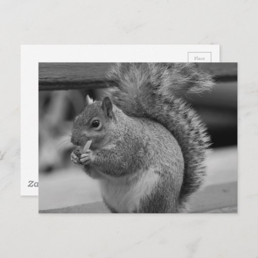 eekhoorn briefkaart (Voorkant / Achterkant)