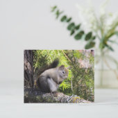 eekhoorn briefkaart (Staand voorkant)
