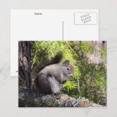 eekhoorn briefkaart (Voorkant / Achterkant)