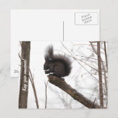 eekhoorn briefkaart (Voorkant / Achterkant)