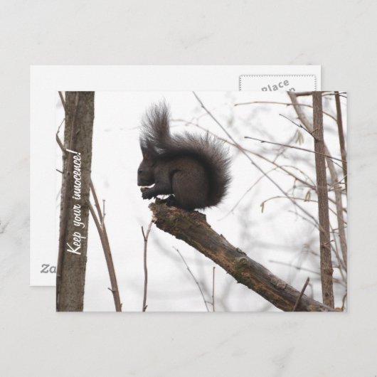 eekhoorn briefkaart (Voorkant / Achterkant)