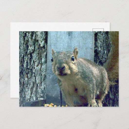 eekhoorn briefkaart (Voorkant / Achterkant)