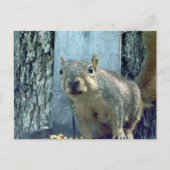 eekhoorn briefkaart (Voorkant)