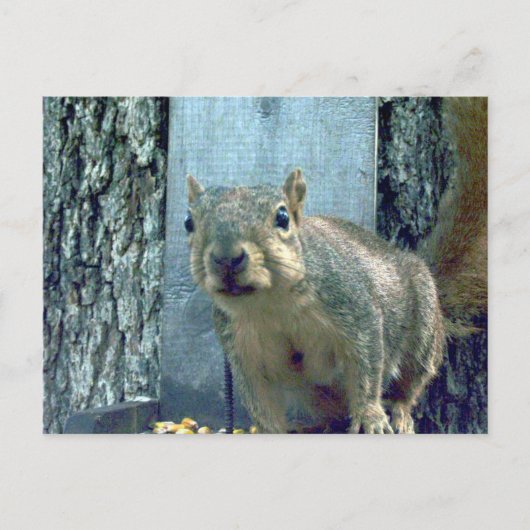 eekhoorn briefkaart (Voorkant)
