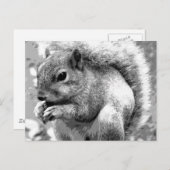 eekhoorn briefkaart (Voorkant / Achterkant)