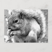 eekhoorn briefkaart (Voorkant)