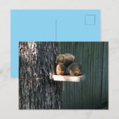 Eekhoorn Briefkaart (Voorkant / Achterkant)