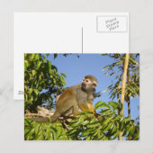 eekhoorn briefkaart (Voorkant / Achterkant)