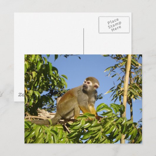 eekhoorn briefkaart (Voorkant / Achterkant)