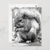 eekhoorn briefkaart (Voorkant / Achterkant)