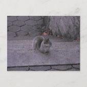 eekhoorn briefkaart (Voorkant)