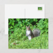 eekhoorn briefkaart (Voorkant / Achterkant)