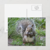 Eekhoorn briefkaart (Voorkant / Achterkant)