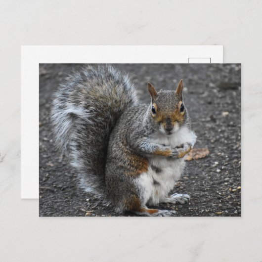 eekhoorn briefkaart (Voorkant / Achterkant)