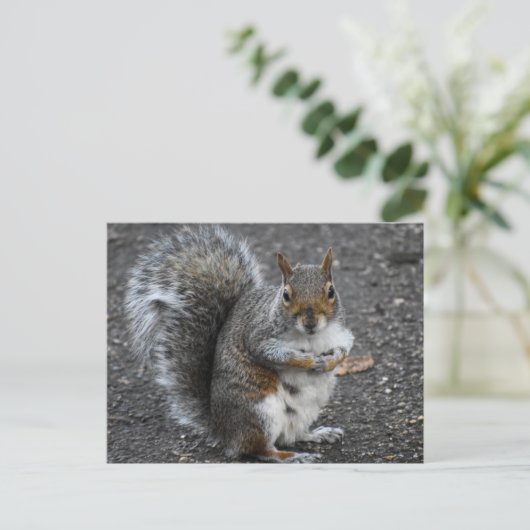 eekhoorn briefkaart (Staand voorkant)