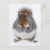 eekhoorn briefkaart (Voorkant)