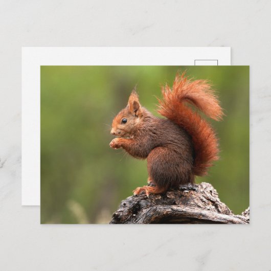eekhoorn briefkaart (Voorkant / Achterkant)