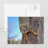 Eekhoorn! Briefkaart (Voorkant / Achterkant)