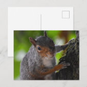 eekhoorn briefkaart (Voorkant / Achterkant)
