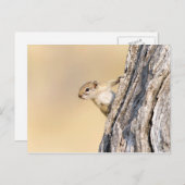 Eekhoorn Briefkaart (Voorkant / Achterkant)