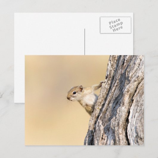 Eekhoorn Briefkaart (Voorkant / Achterkant)