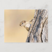 Eekhoorn Briefkaart (Voorkant)