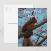 Eekhoorn briefkaart (Voorkant / Achterkant)
