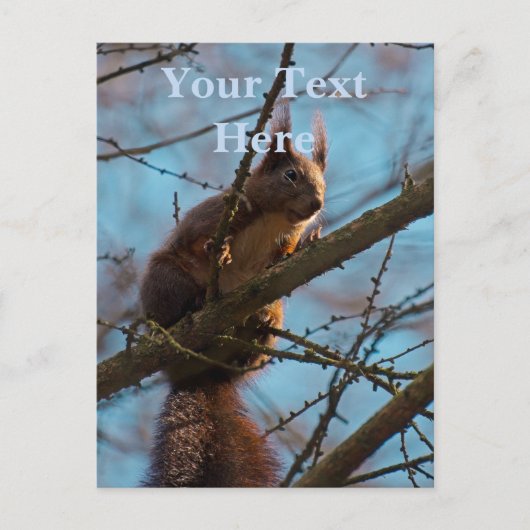 Eekhoorn briefkaart (Voorkant)