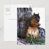 eekhoorn briefkaart (Voorkant / Achterkant)