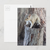 eekhoorn briefkaart (Voorkant / Achterkant)