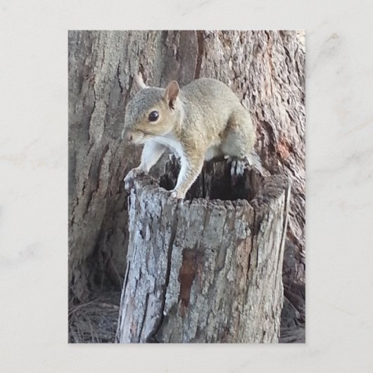 eekhoorn briefkaart (Voorkant)