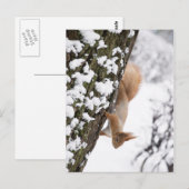 Eekhoorn Briefkaart (Voorkant / Achterkant)