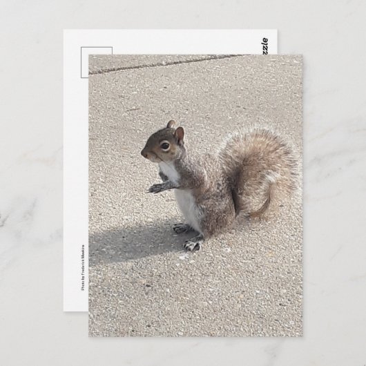 eekhoorn briefkaart (Voorkant / Achterkant)