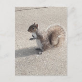 eekhoorn briefkaart (Voorkant)