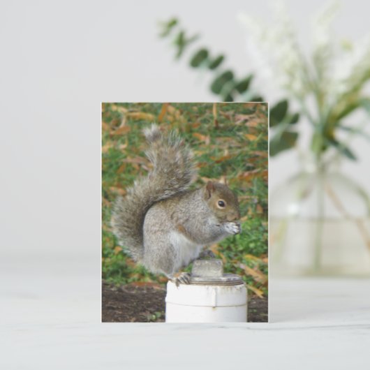 eekhoorn briefkaart (Staand voorkant)