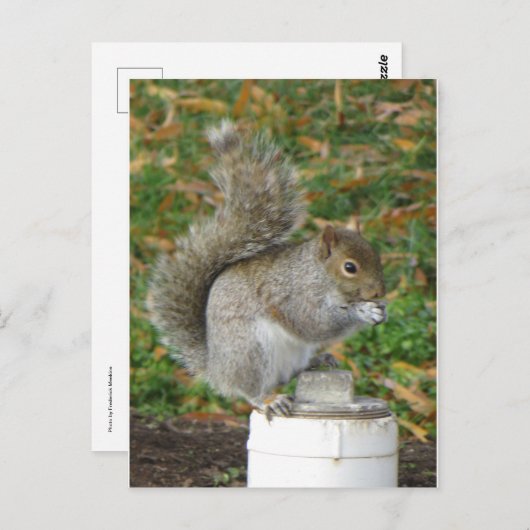 eekhoorn briefkaart (Voorkant / Achterkant)