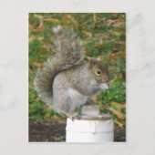 eekhoorn briefkaart (Voorkant)