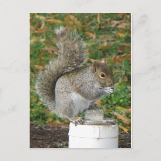 eekhoorn briefkaart (Voorkant)