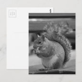 eekhoorn briefkaart (Voorkant / Achterkant)