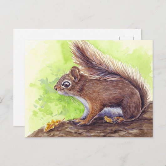 eekhoorn briefkaart (Voorkant / Achterkant)